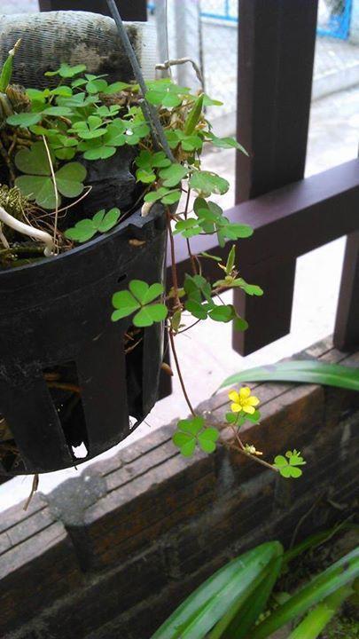 Thao Nguyen Phat Homestay Hoi An Esterno foto